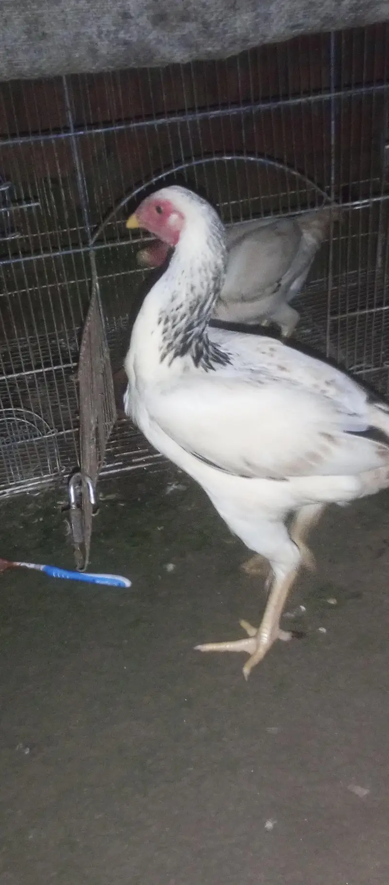 hens for sale — photo 3