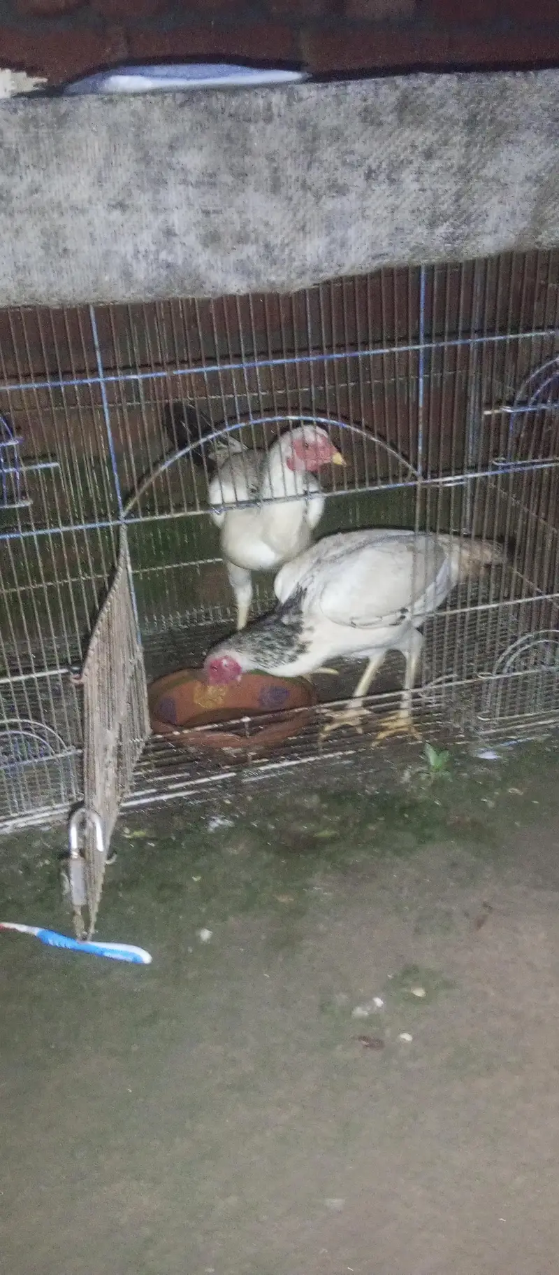 hens for sale — photo 4