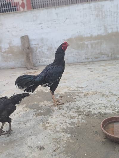 Rooster / Hen