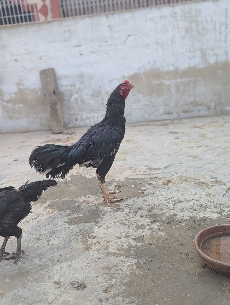 Rooster / Hen 0