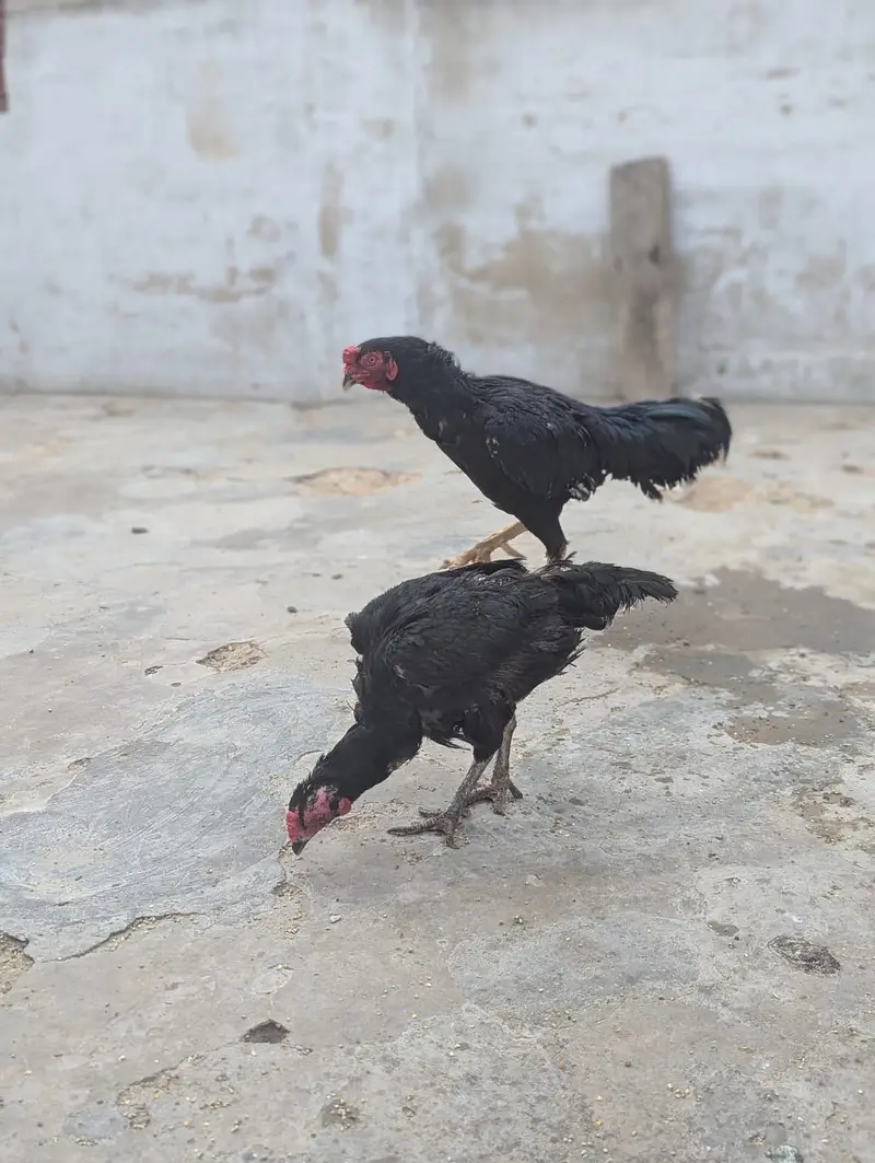 Rooster / Hen — photo 2