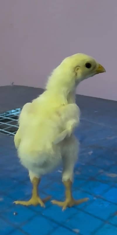 German o shamo king size chicks a available plz contact Whatsapp nu