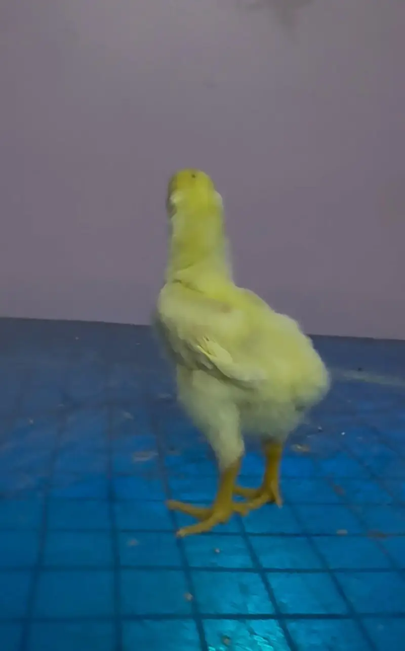 German o shamo king size chicks a available plz contact Whatsapp nu — photo 2