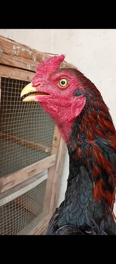 aseel breeder in low price