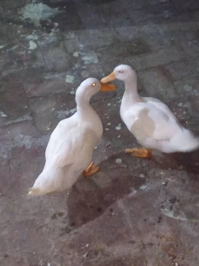 Pekin ducks , white ducks
