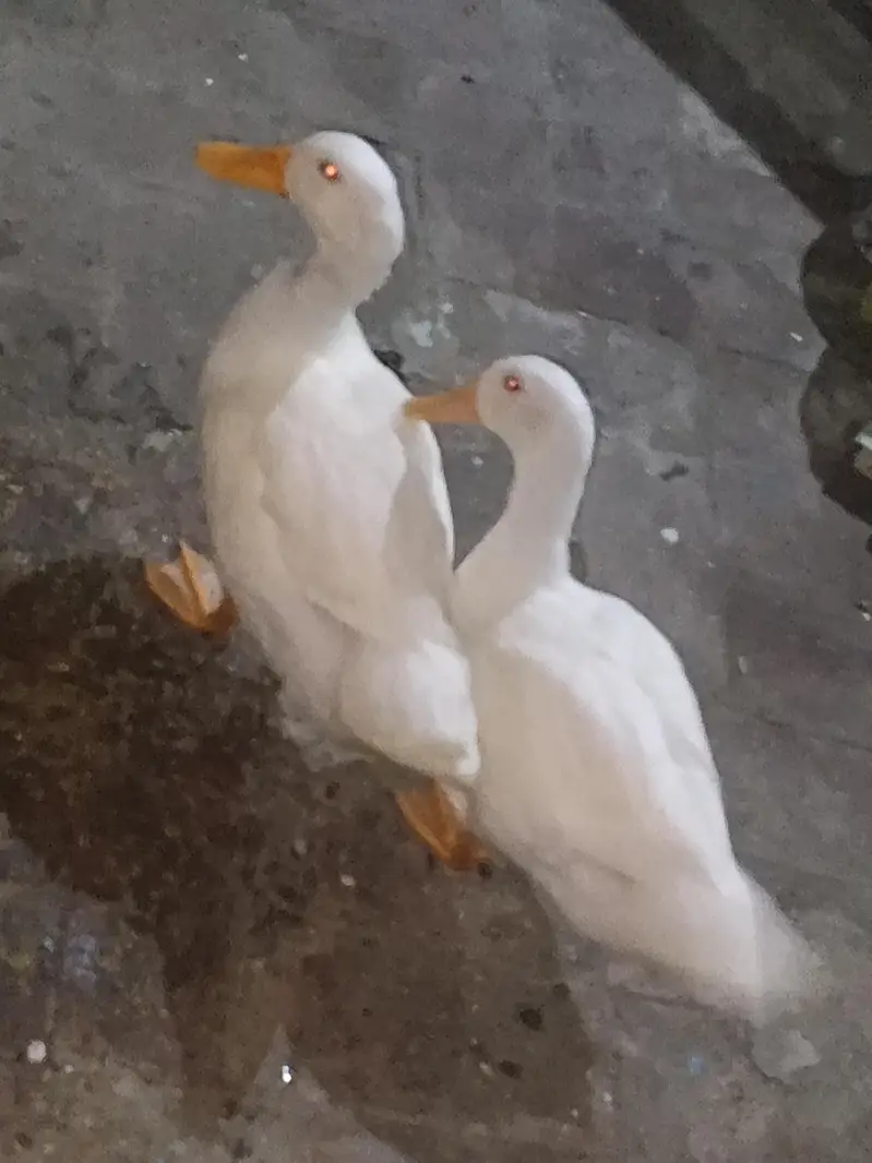 Pekin ducks , white ducks — photo 2