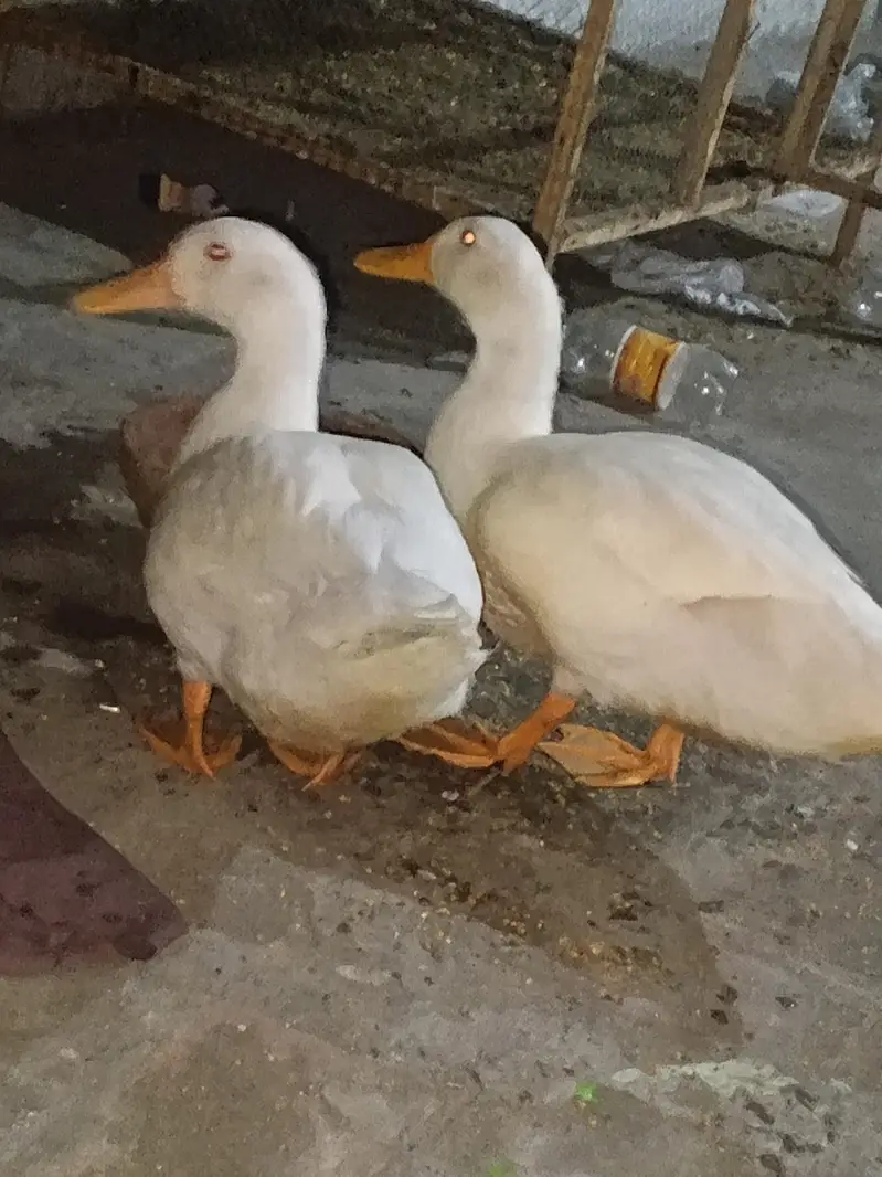 Pekin ducks , white ducks — photo 3