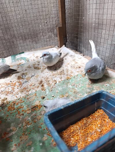 doves