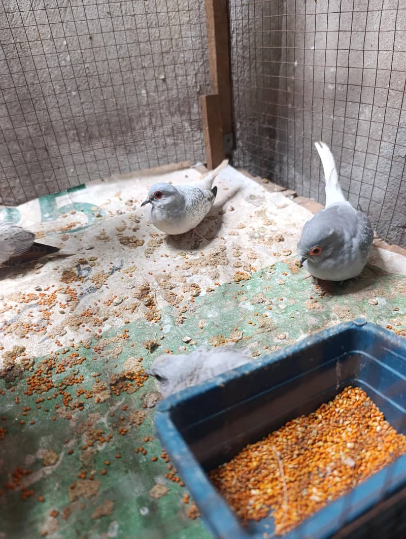 doves 0