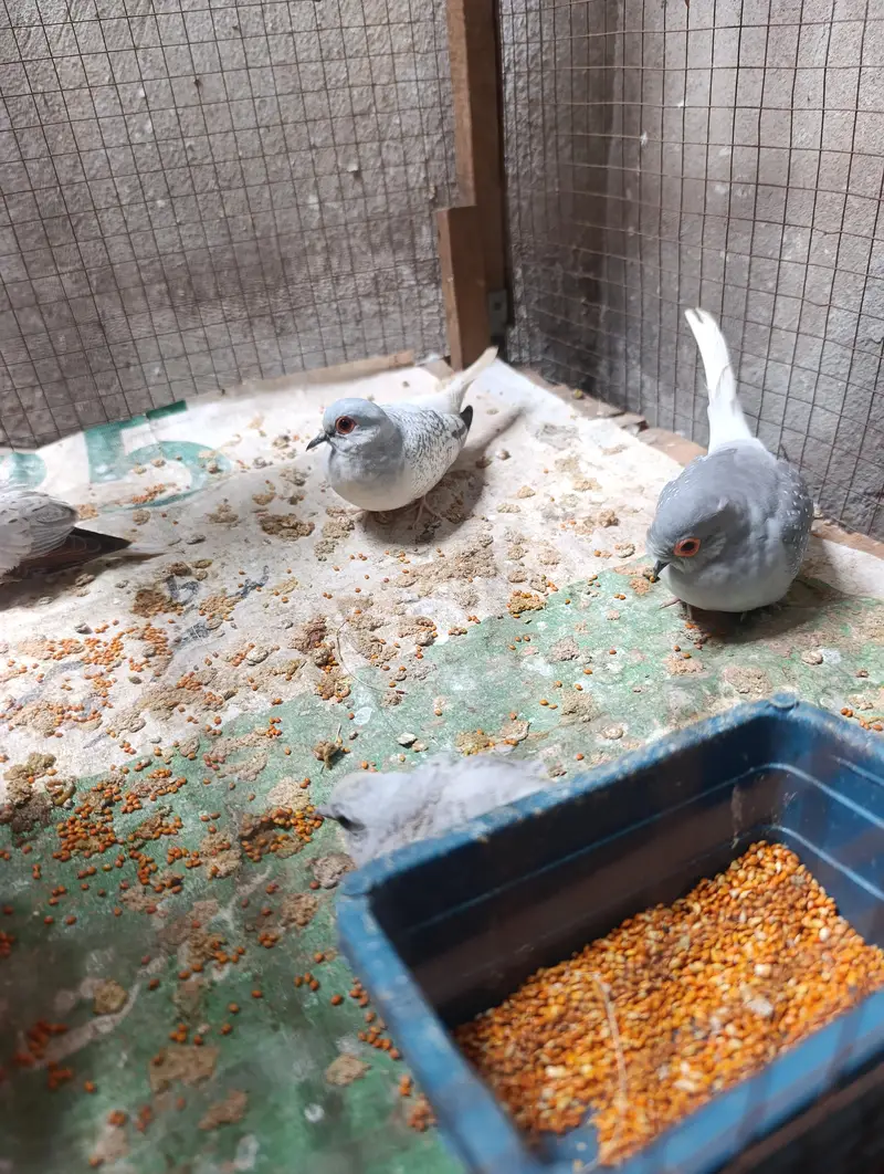 doves