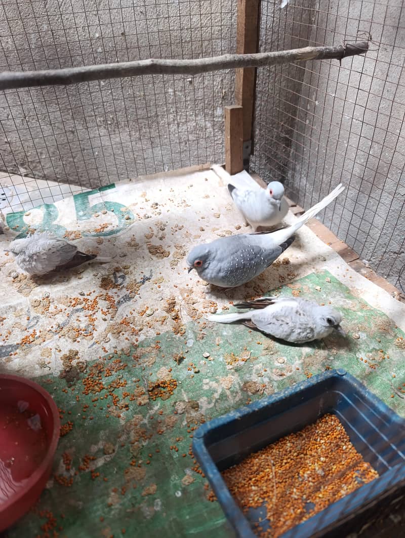 doves 1