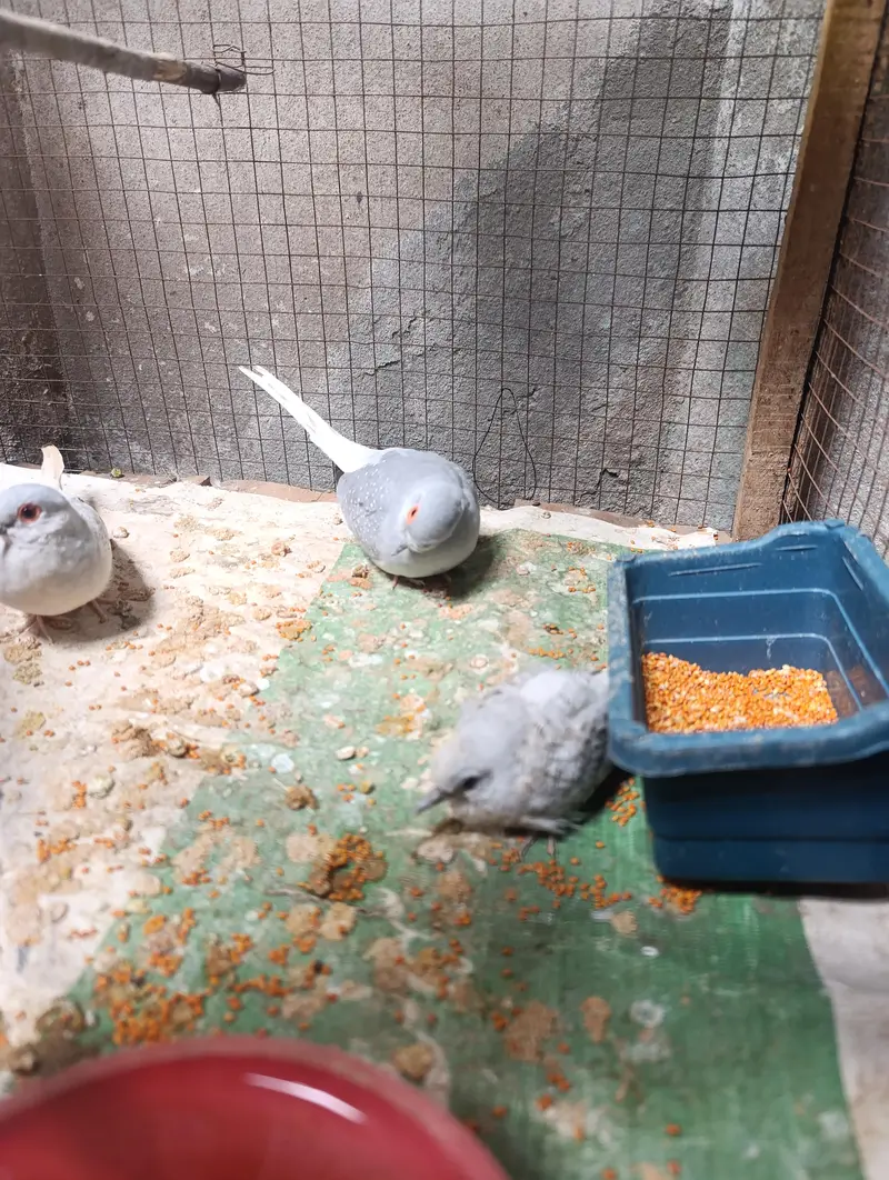 doves — photo 3