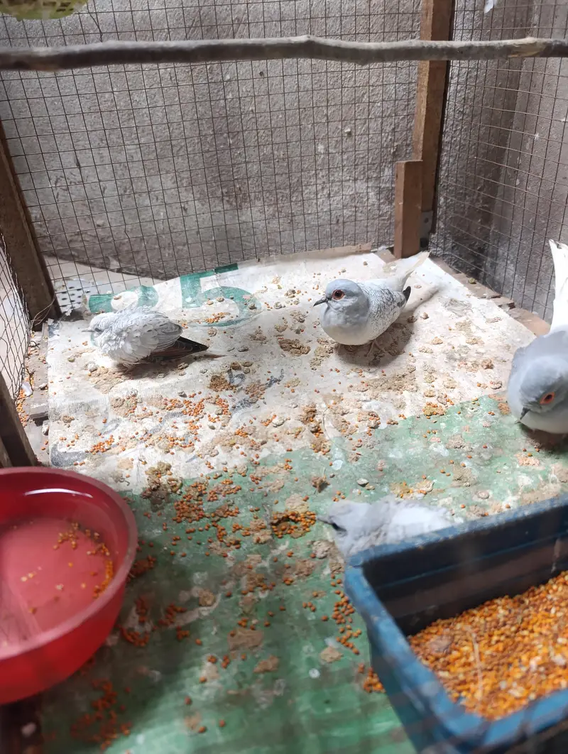 doves — photo 4