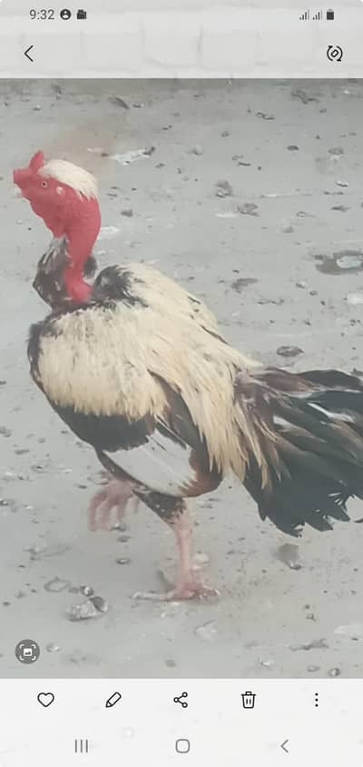 Necked