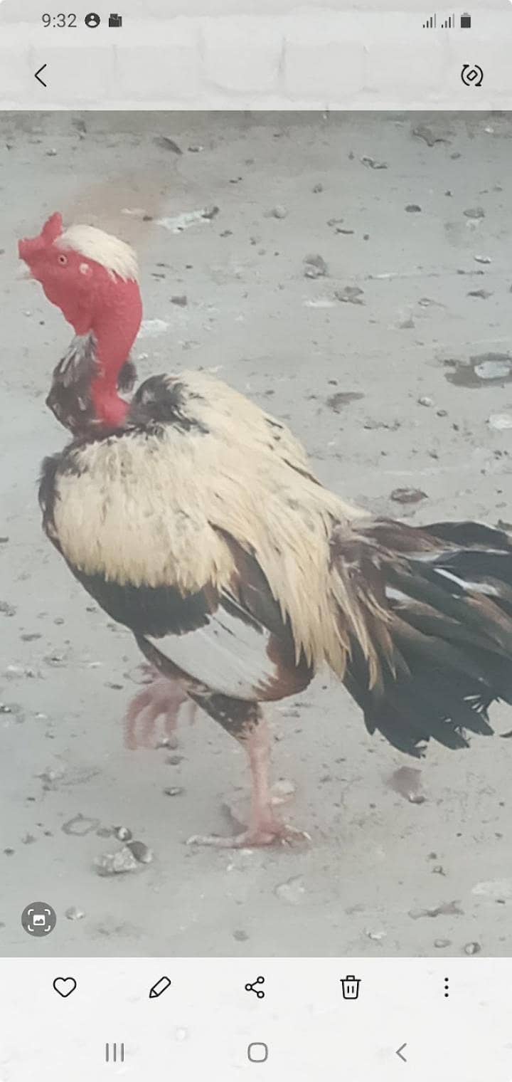 Necked 0