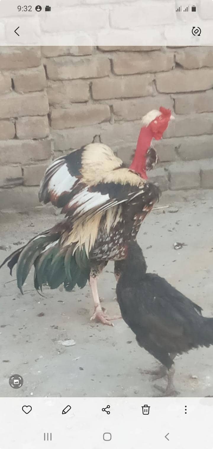 Necked 1