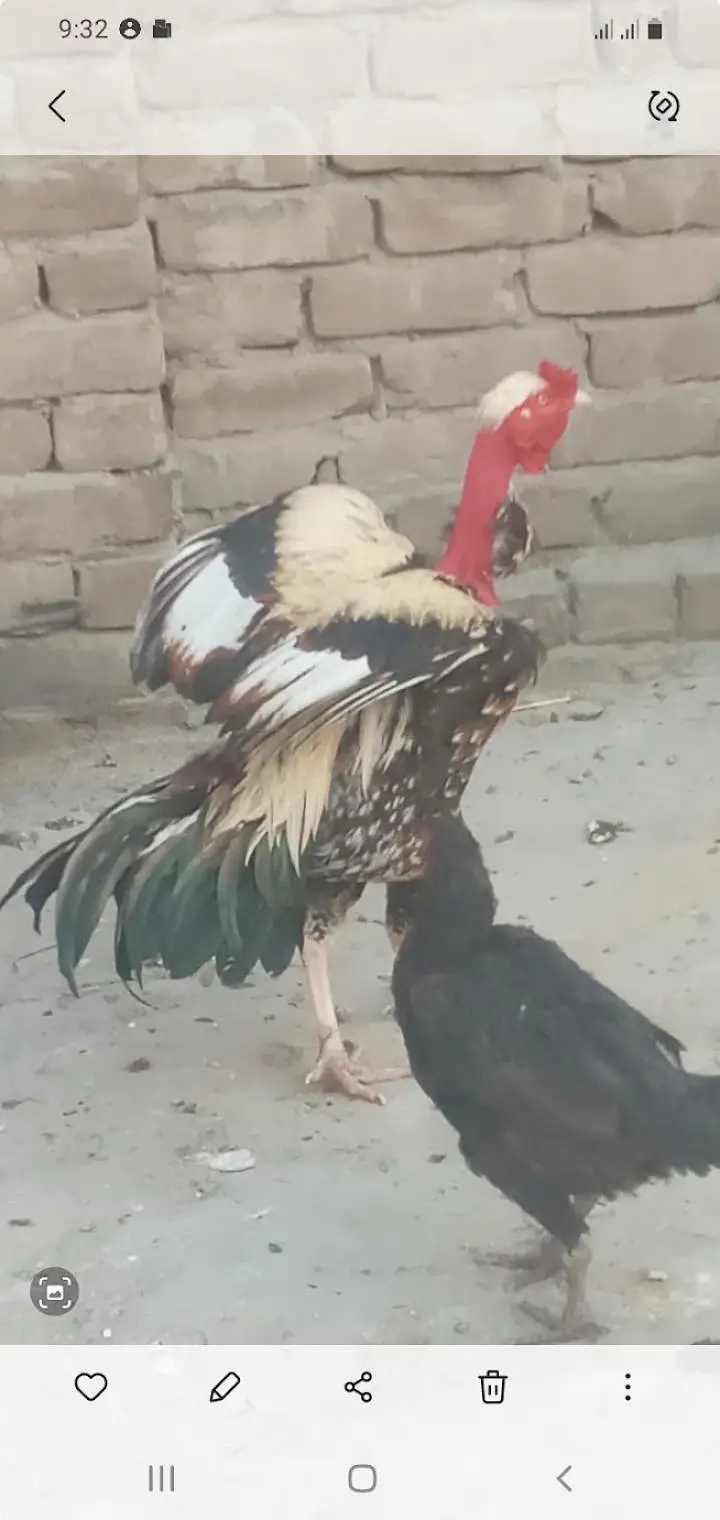 Necked — photo 2
