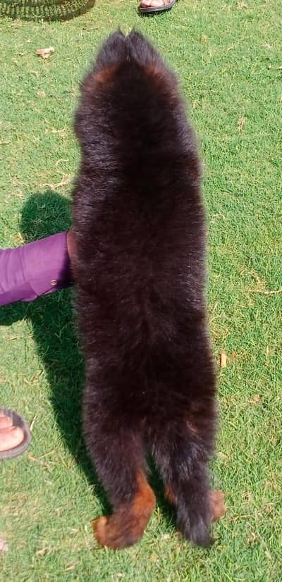 German shepherd pipes Urgent for sale Call my WhatsApp 0313/4411/647