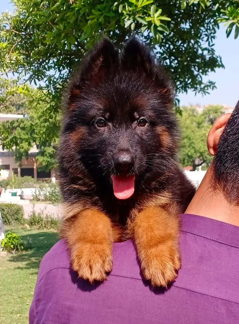 German shepherd pipes Urgent for sale Call my WhatsApp 0313/4411/647 — photo 2