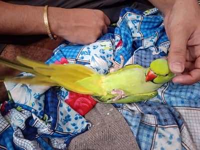 ringneck male talking karta ha