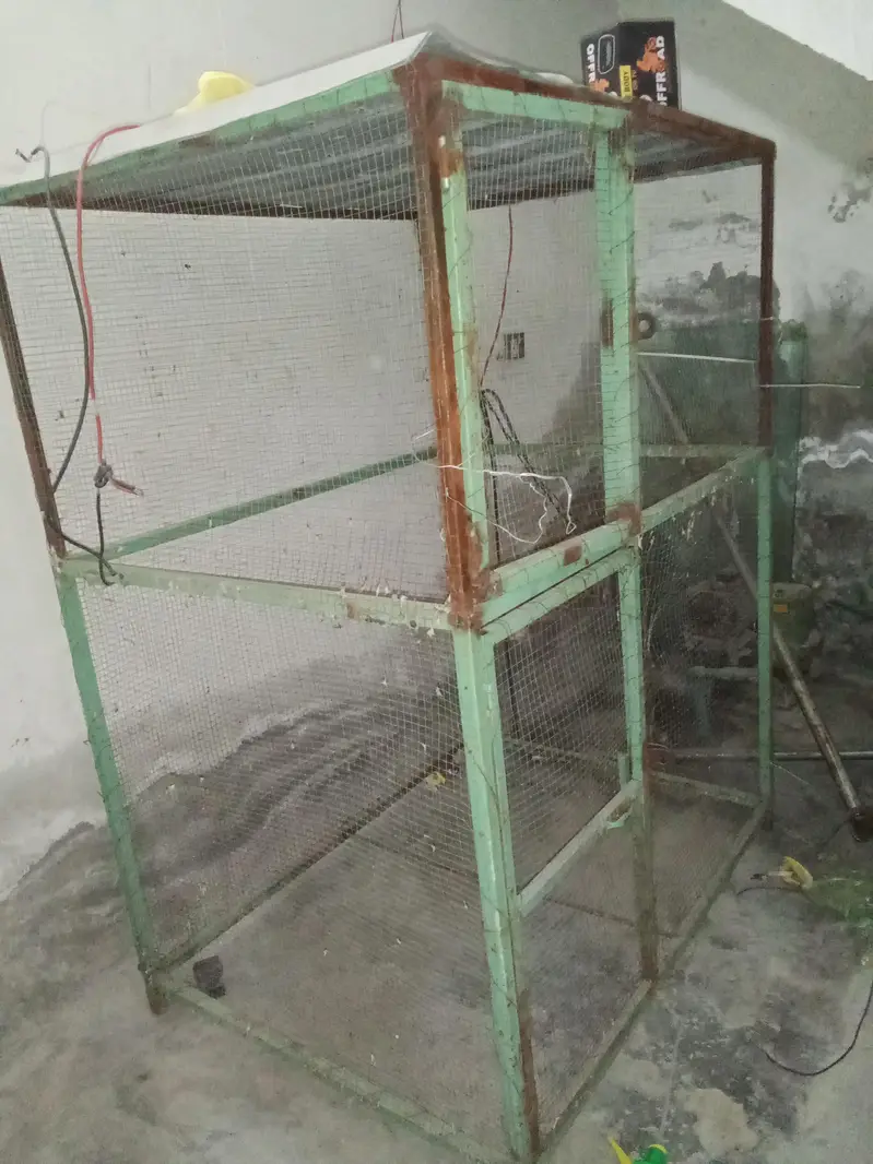 ringneck male talking karta ha — photo 4