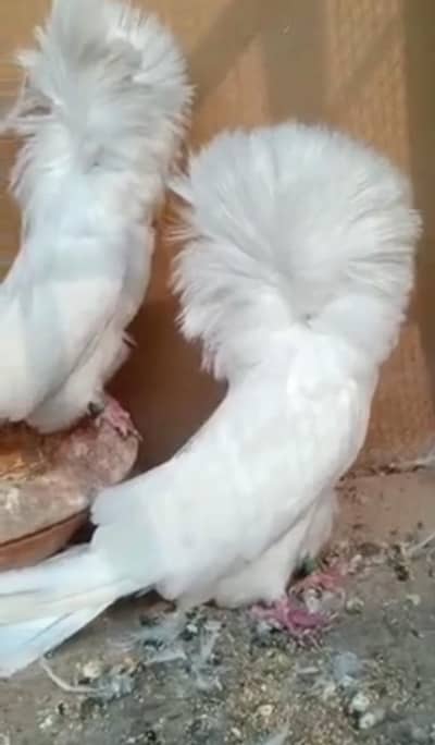jecobin or fancy pigeons for sale