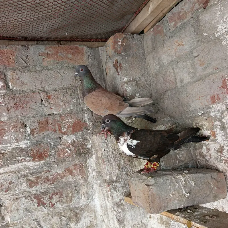 jecobin or fancy pigeons for sale — photo 2