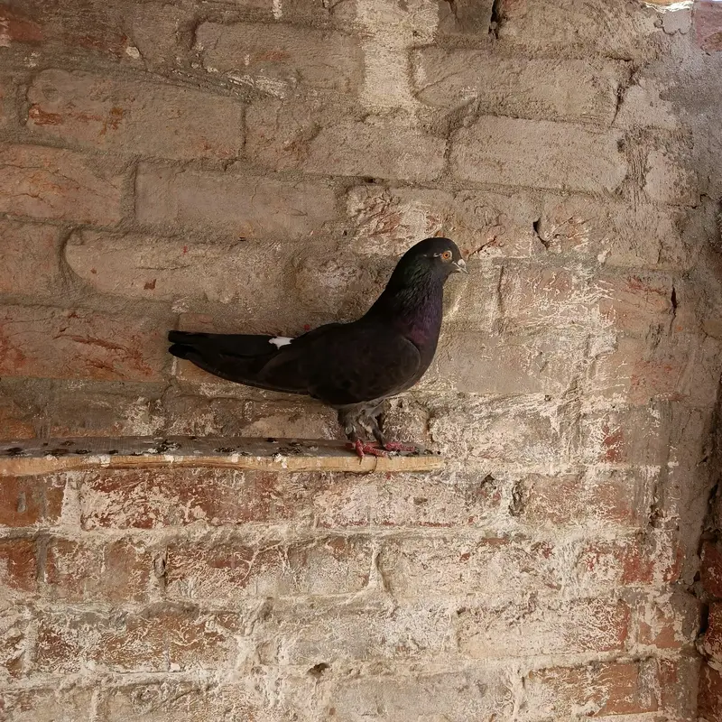 jecobin or fancy pigeons for sale — photo 3