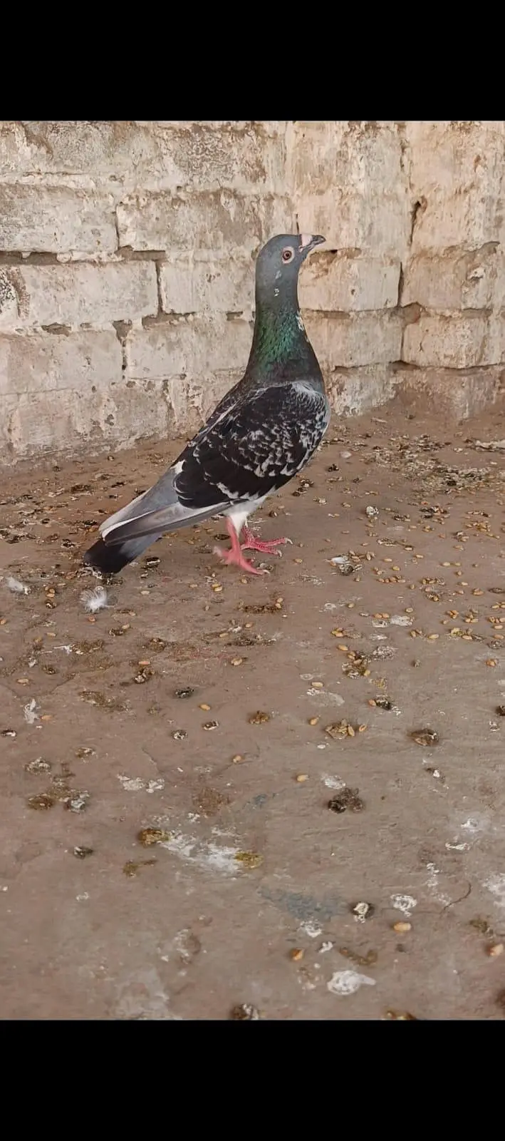jecobin or fancy pigeons for sale — photo 4