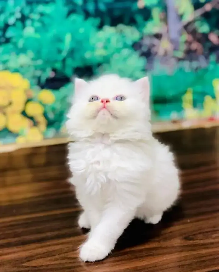 persian cat for sale — photo 3