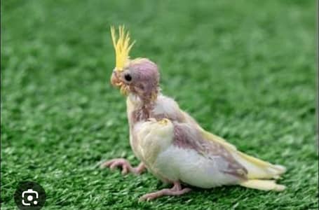 cocktail parrot babies  for sale