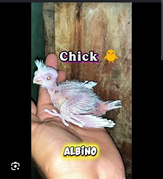 cocktail parrot babies  for sale — photo 2