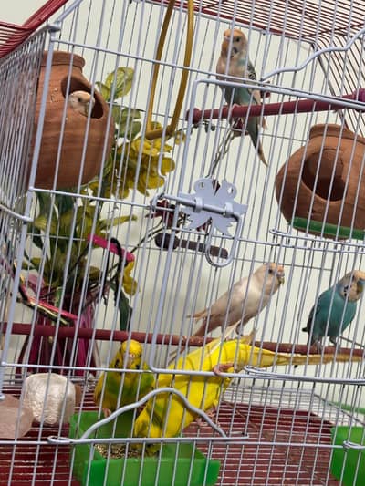Australian parrots beautiful colours