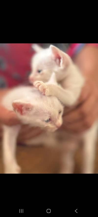 babies of cat