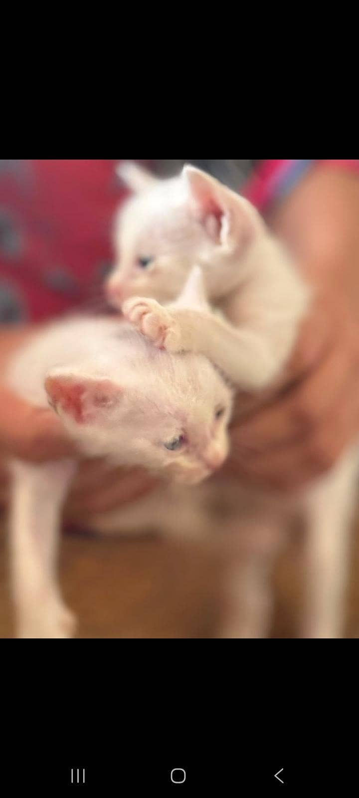 kittens 0