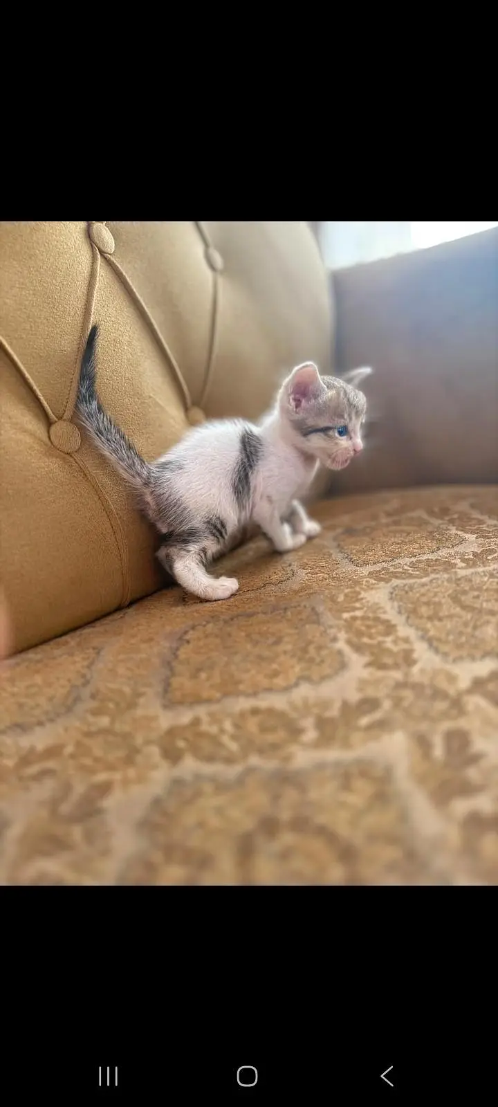 babies of cat — photo 2