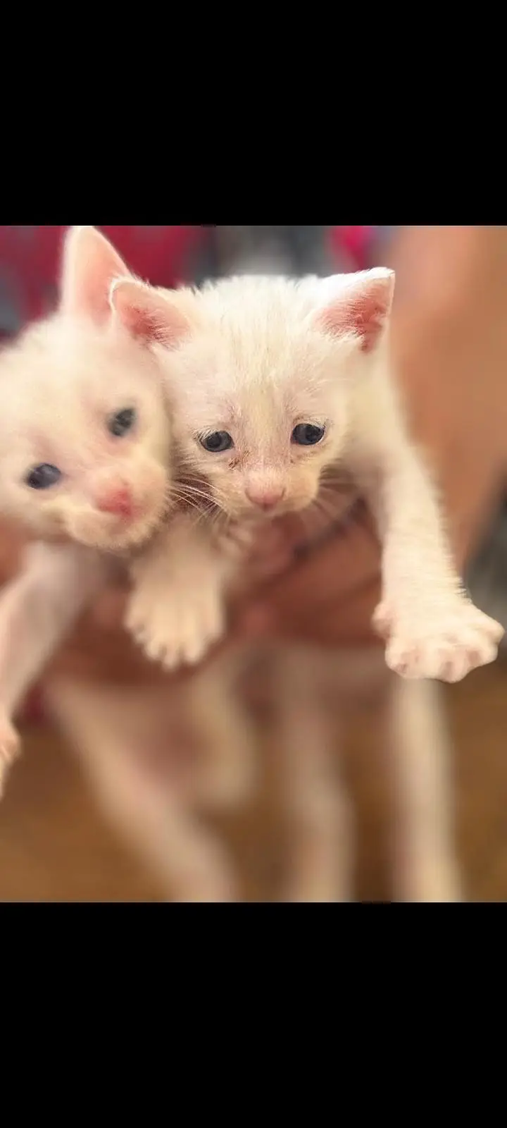 babies of cat — photo 3