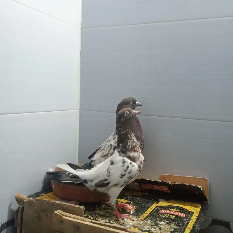 pure ambarsara jora ha our rampuri jora — photo 2