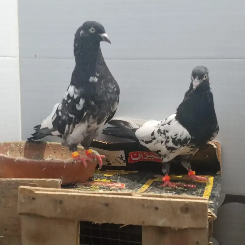 pure ambarsara jora ha our rampuri jora — photo 10