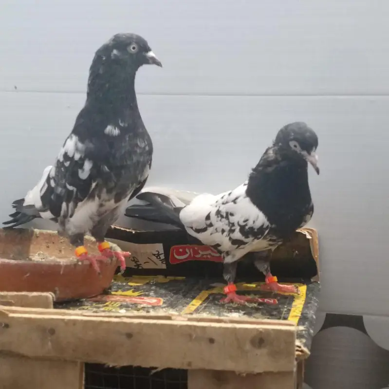 pure ambarsara jora ha our rampuri jora — photo 11
