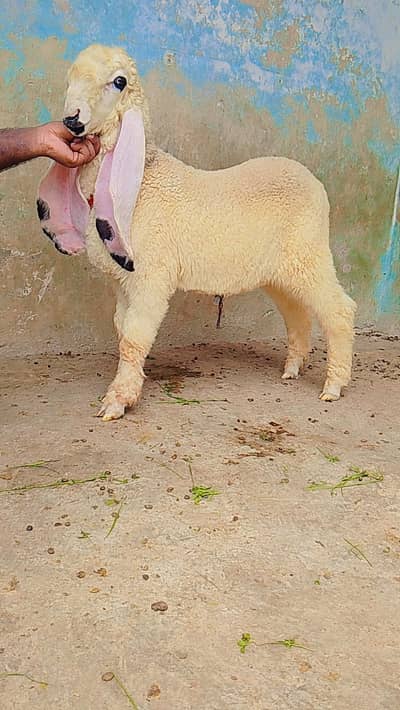 kajla chatra dumba male age 5 month