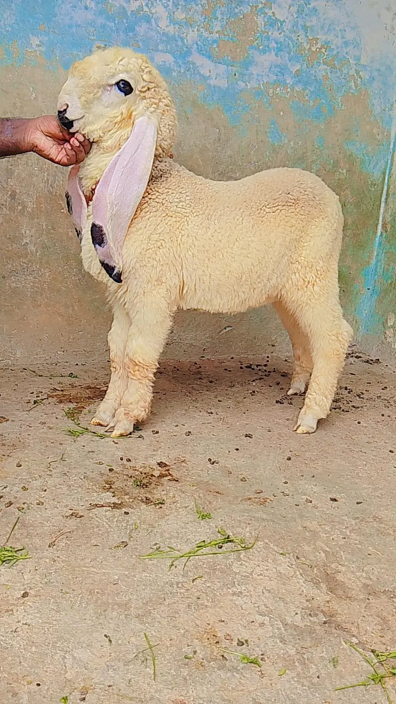 kajla chatra dumba male age 5 month — photo 2