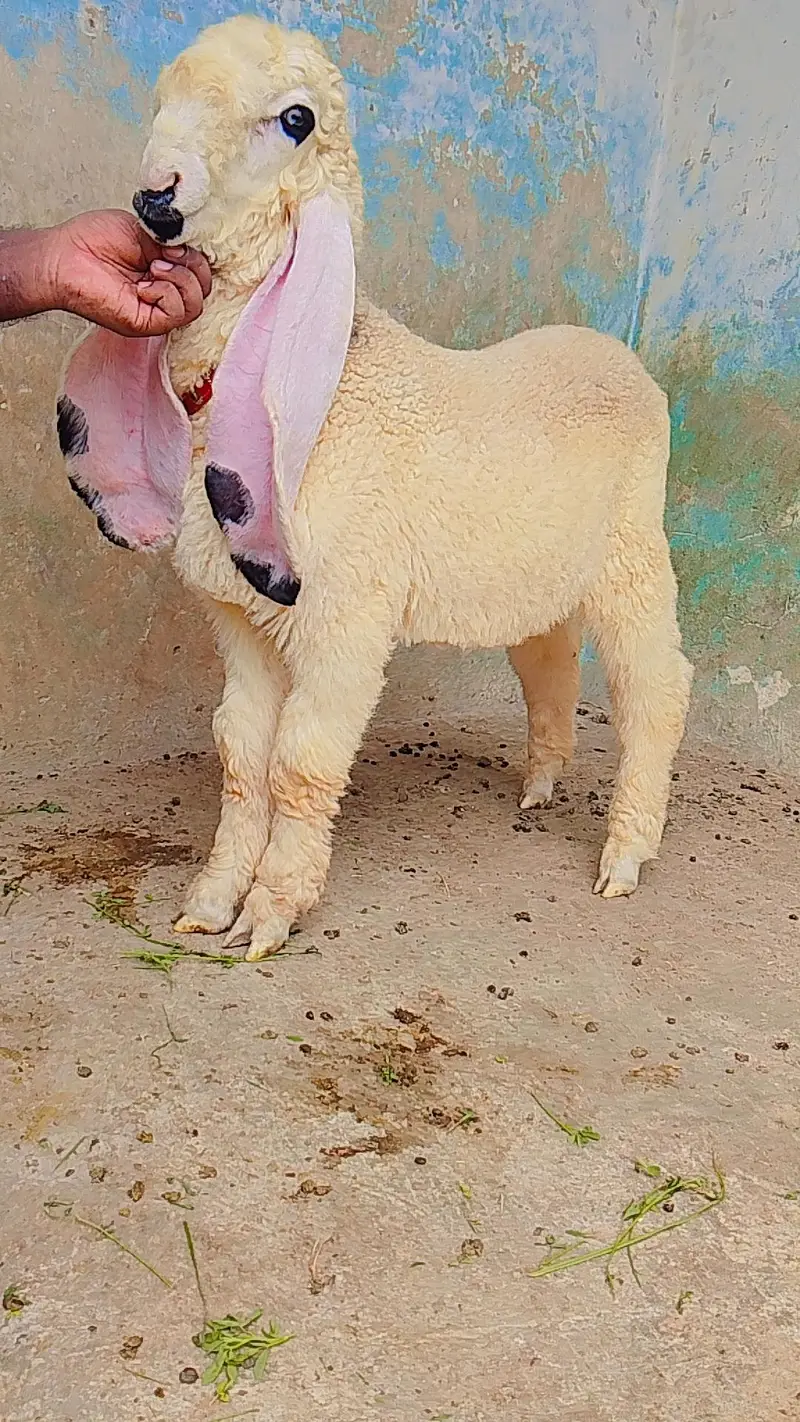 kajla chatra dumba male age 5 month — photo 3