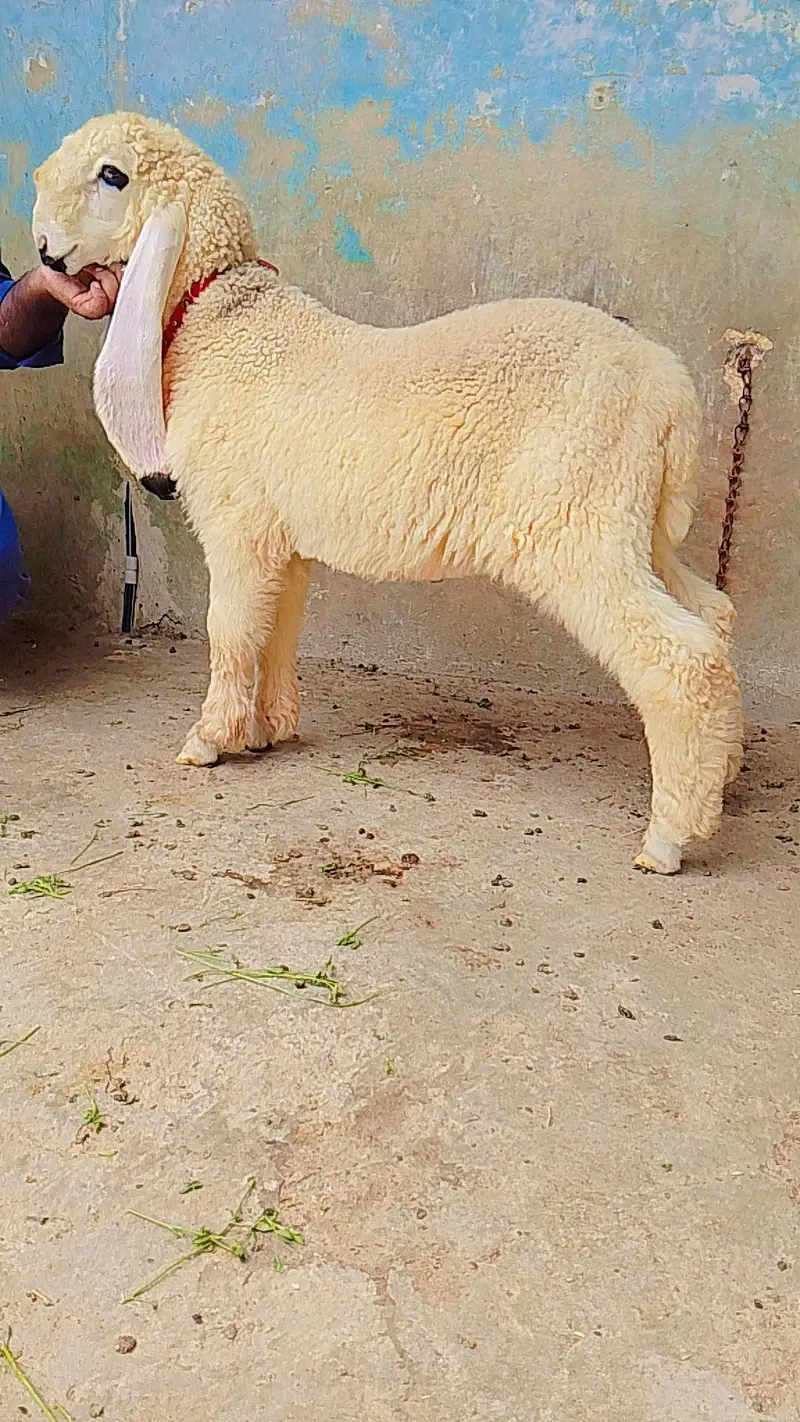 kajla chatra dumba male age 5 month — photo 4