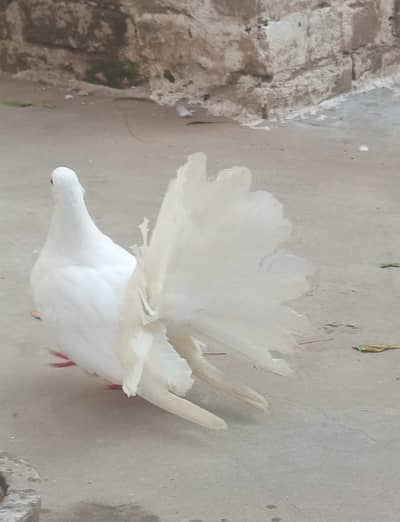 English fantail pigeon