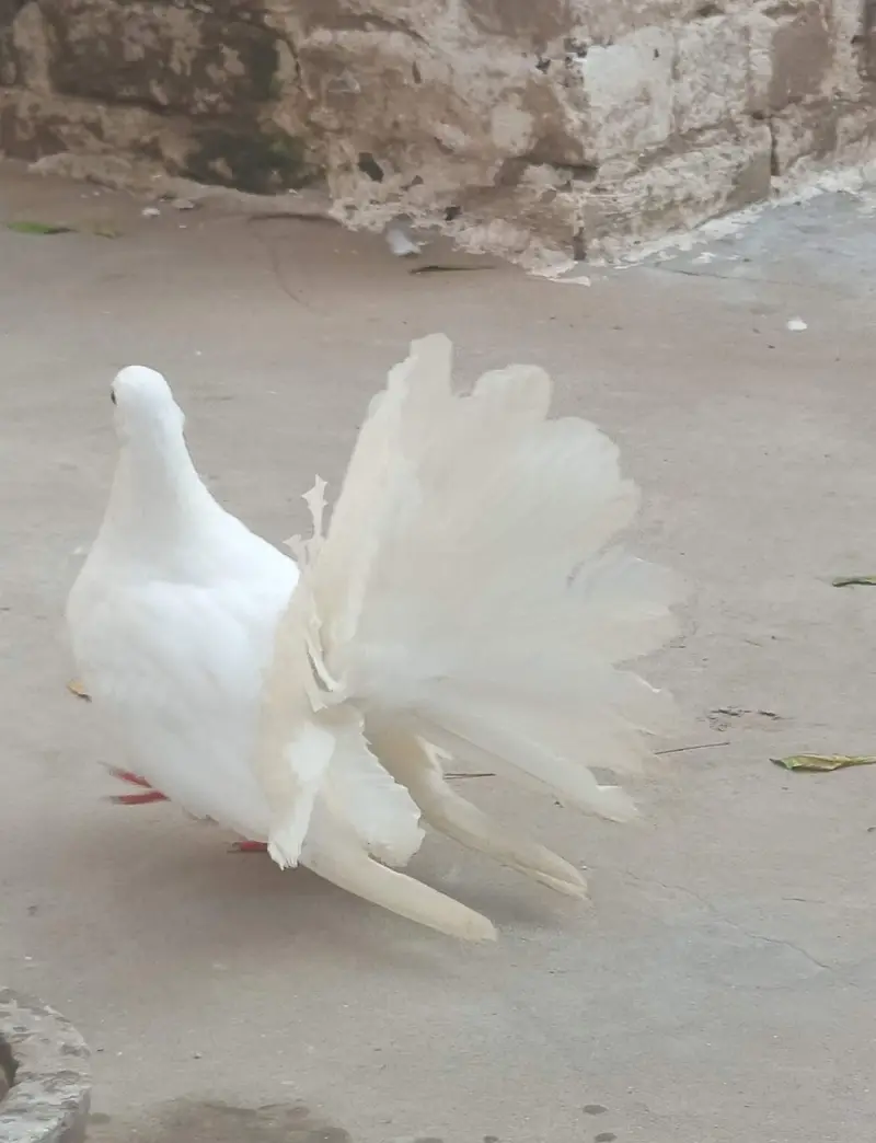 English white breader Male