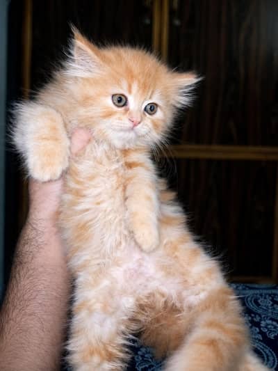 Persian Kittens For Sale , Gray Colour , Golden Colour