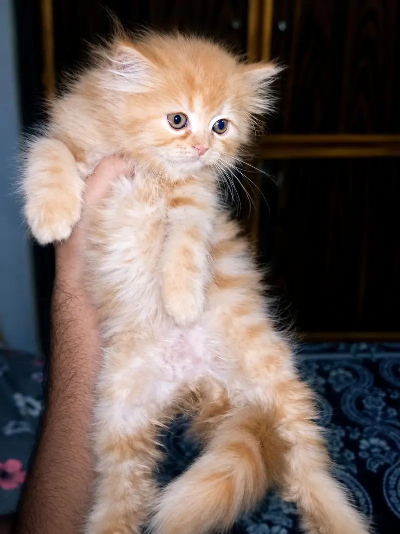 Persian Kittens For Sale , Gray Colour , Golden Colour — photo 2
