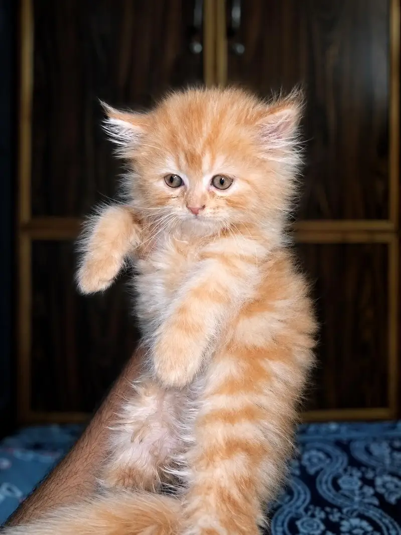 Persian Kittens For Sale , Gray Colour , Golden Colour — photo 3
