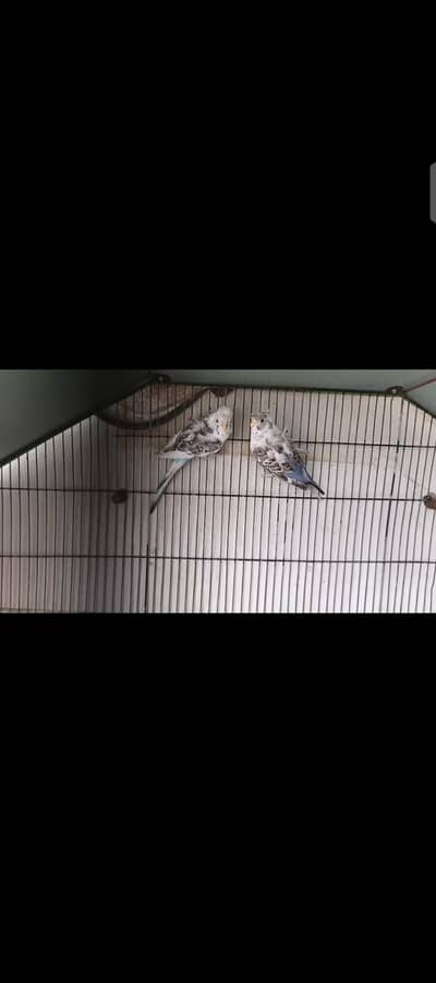Hogoromo budgies pair
